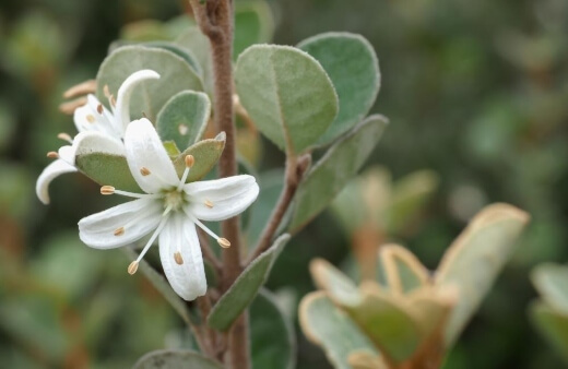 White Correa has fantastic grey-green ovate leaves and white star-shaped flowers, which are incredibly nectar-rich