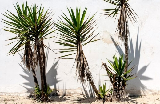 Yucca Plants are the perfect way to add some height and exciting texture to an indoor space