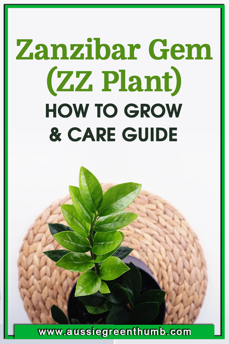 Zanzibar Gem (ZZ Plant) How to Grow and Care Guide