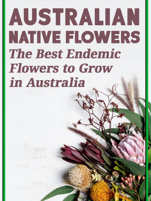 Best Australian Native Flowers