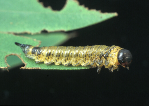 A common concern for Callistemon Phoeniceus are Sawfly Larvae