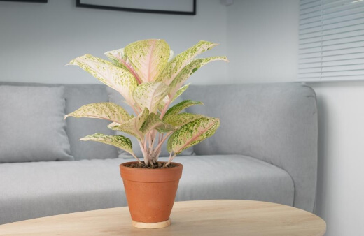 Aglaonema also called Chinese evergreens, have fantastic deep green leaves, some with a gentle sliver of silver or red