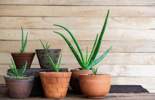 Aloe Vera needs little attention and thrives in warm and dry environments