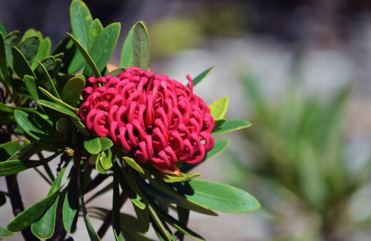 Also called the Braidwood waratah or Monga waratah, Telopea Mongaensis is best suited to the cooler regions of Australia