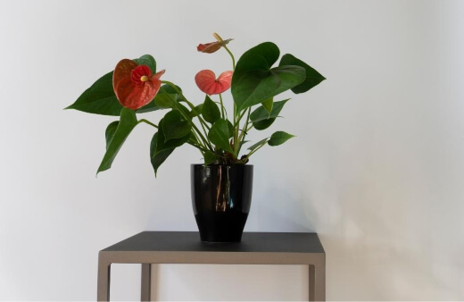 Anthuriums are a great way to stimulate some creativity