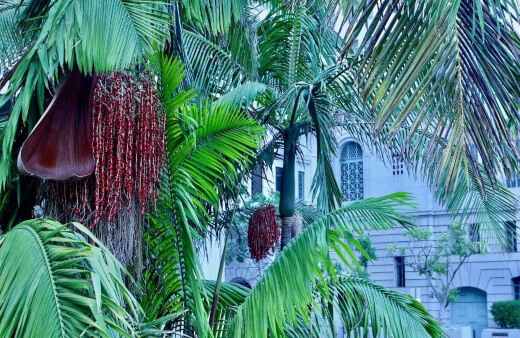 Archontophoenix Cunninghamiana (Bangalow Palms) is perfect for any garden landscape