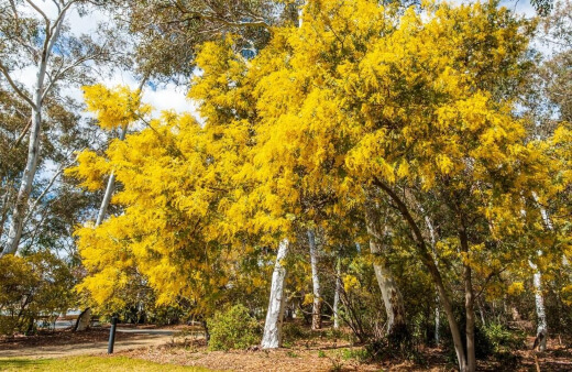 Australia’s national flower, the Acacia pycnantha, is more commonly known as the Golden Wattle