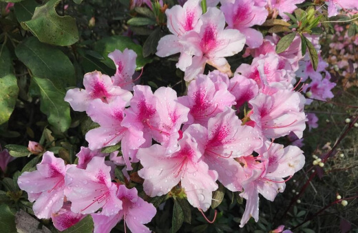Azalea Alphonse Anderson is the ideal choice for shaded spots and pots