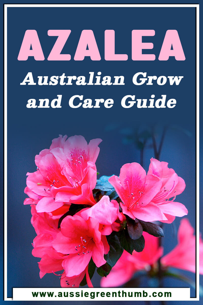 Azalea Australian Grow & Care Guide