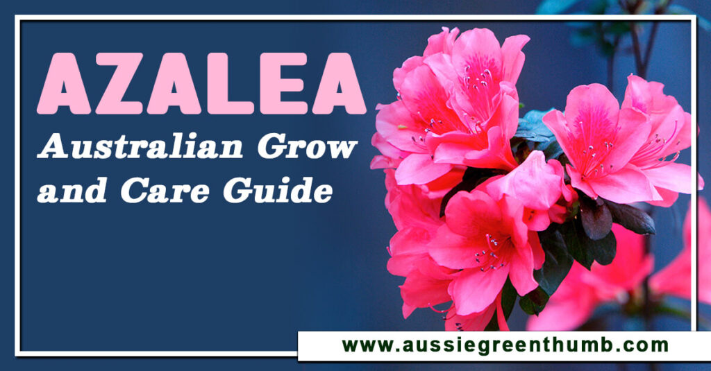 Azalea Australian Grow & Care Guide