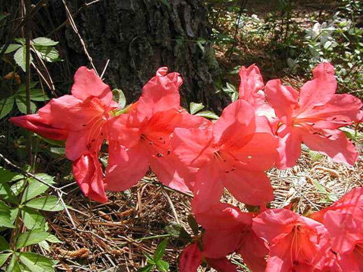 Azalea Orange Delight produces a wealth of stunning red-orange flowers throughout the spring