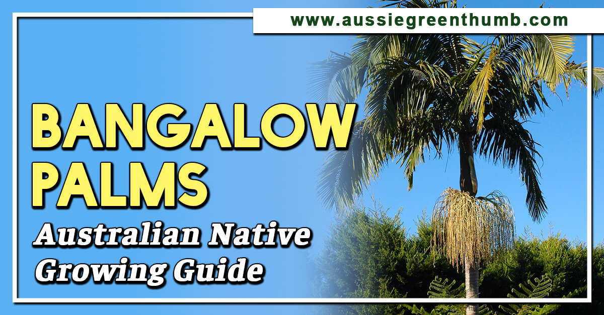 Bangalow Palms – Australian Native Growing Guide