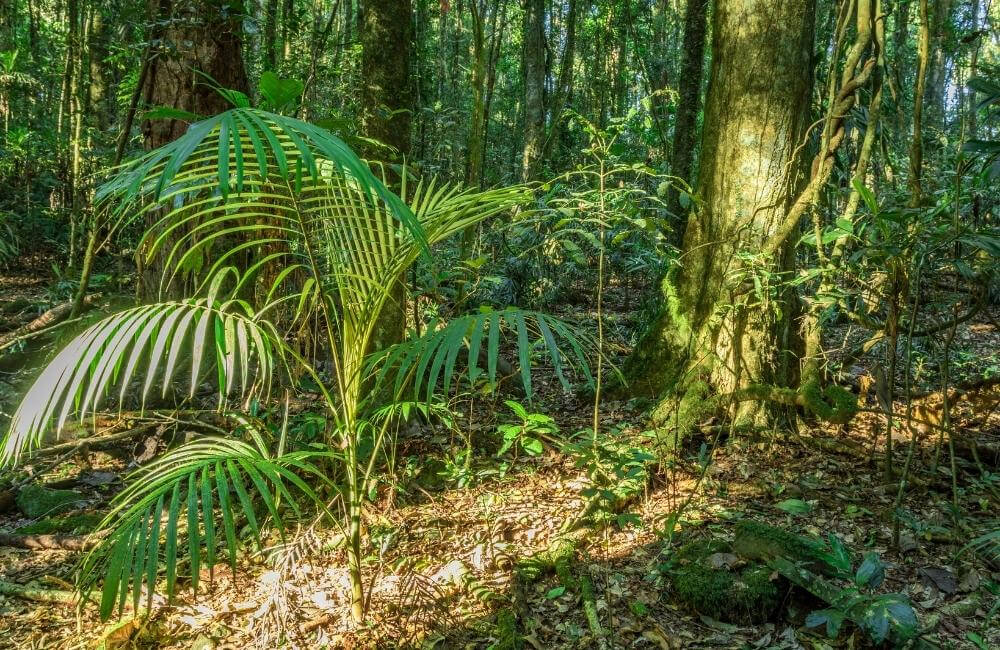 Bangalow Palms are one of the fastest-growing types of palm tree