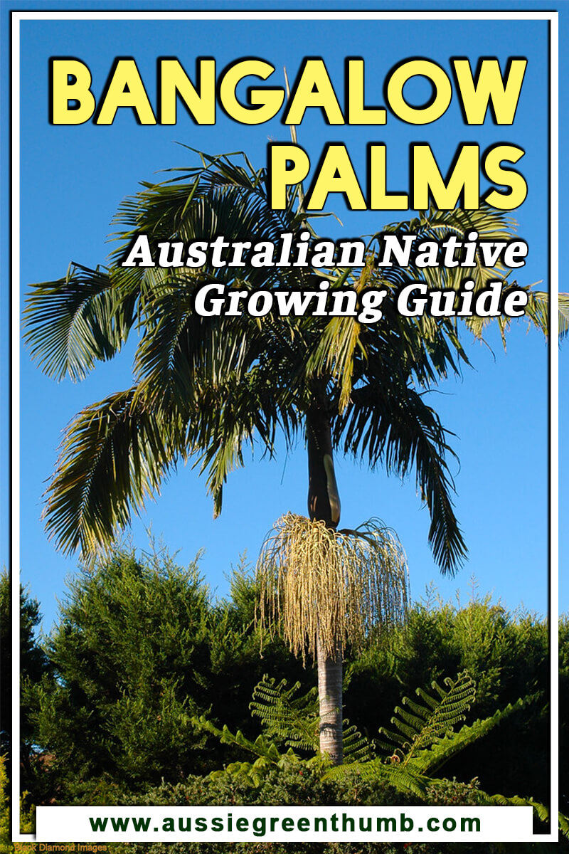 Bangalow Palms – Australian Native Growing Guide
