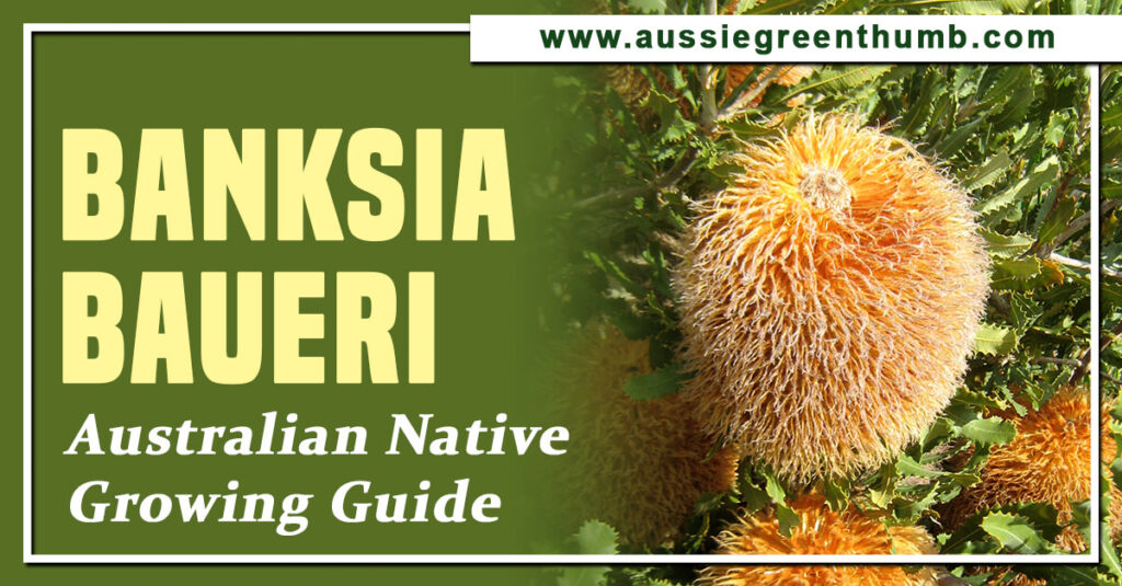 Banksia Baueri Australian Native Growing Guide