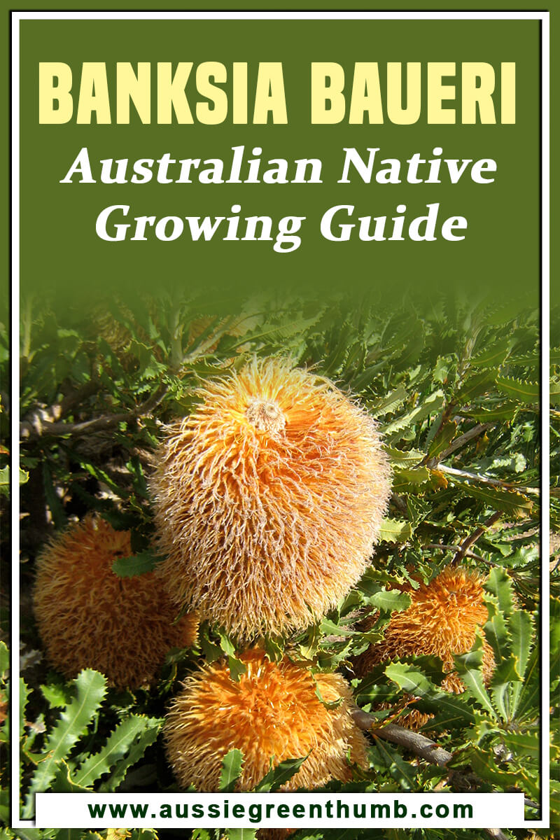 Banksia Baueri Australian Native Growing Guide