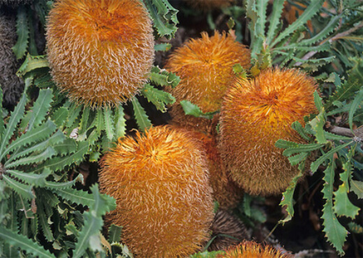Banksia Baueri is also known as the Possum Banksia and Woolly Banksia