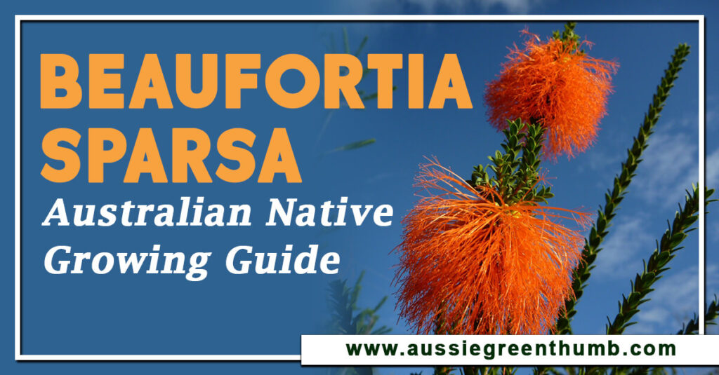 Beaufortia Sparsa Australian Native Growing Guide