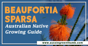 Beaufortia Sparsa Australian Native Growing Guide