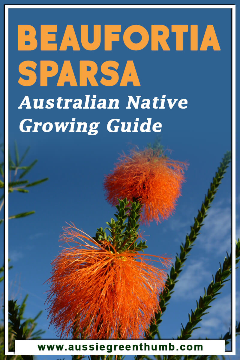 Beaufortia Sparsa Australian Native Growing Guide