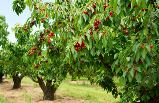 Best Cherry Trees to Grow in Australia