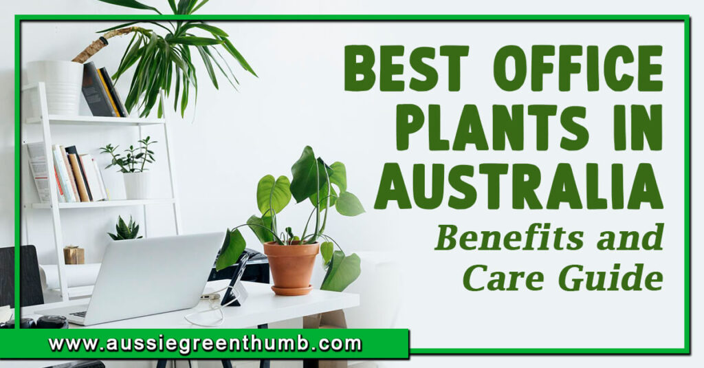 Best Office Plants in Australia Benefits and Care Guide