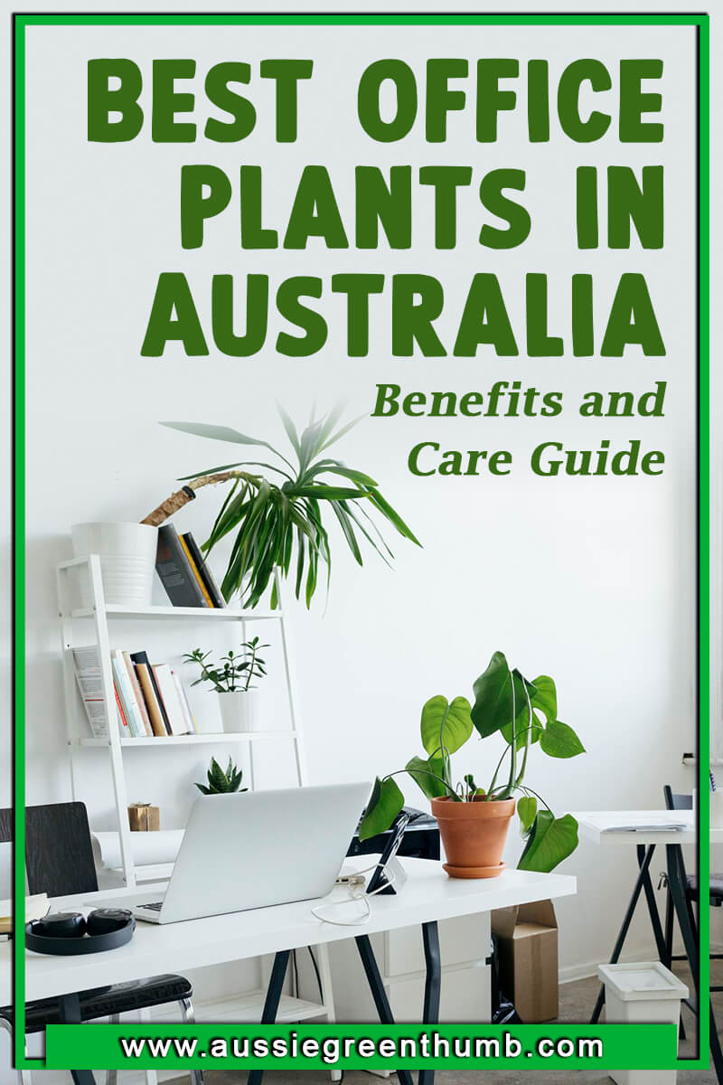 Best Office Plants in Australia Benefits and Care Guide
