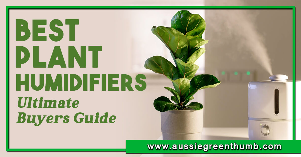 Best Plant Humidifiers – Ultimate Buyers Guide