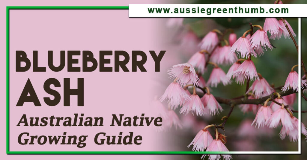 Blueberry Ash Australian Native Growing Guide