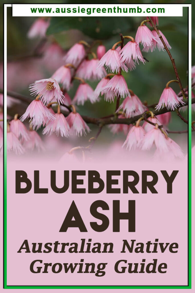 Blueberry Ash (Elaeocarpus reticulatus) Native Growing Guide