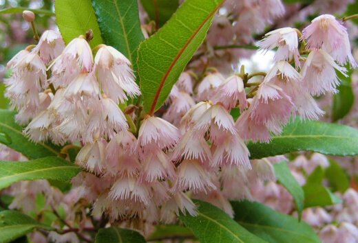Blueberry Ash tree common names include blue olive berry, fringe tree, lily of the valley tree, fairy petticoats, and prima donna