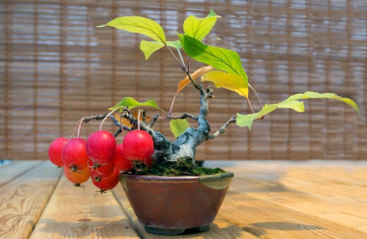 Bonsai Apple Trees will blow your mind if you find yourself doubting how well bonsai can fruit