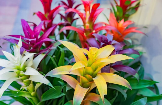 Bromeliads come in a range of shapes, sizes and colours, making them perfect for the desktop