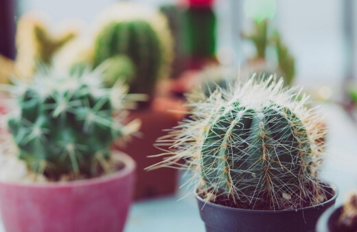 Cacti are the ideal option if you want a touch of something small, without having to worry about care