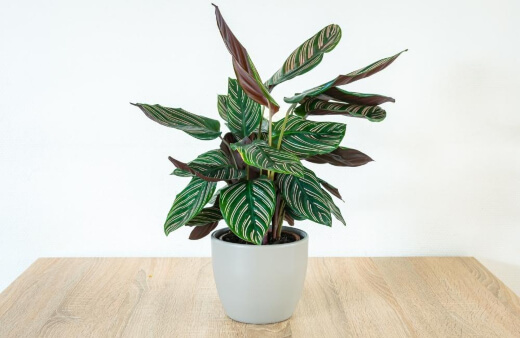 Calatheas, also known as Prayer plants are an incredible genus of plants considered to be one of the best office plants