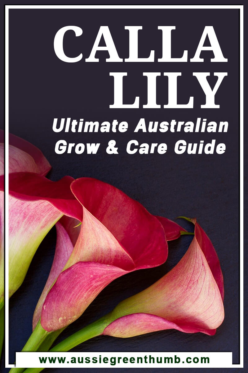 Calla Lily Ultimate Australian Grow & Care Guide