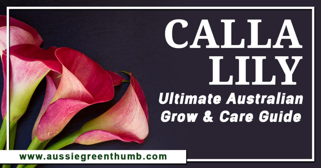 Calla Lily Ultimate Australian Grow & Care Guide