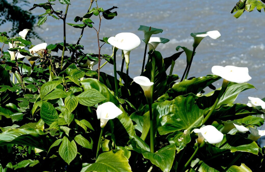 Calla Lily is usually found growing happily in moist soil along riverbanks, streams or ponds