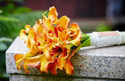 Calla lily flowers are often used in bridal bouquets and funeral arrangements