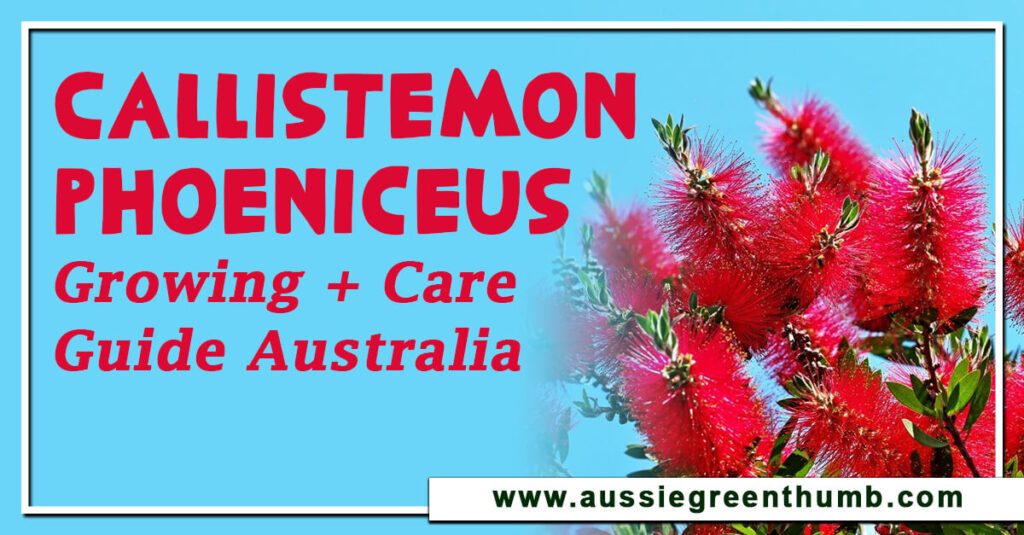 Callistemon Phoeniceus Growing + Care Guide Australia