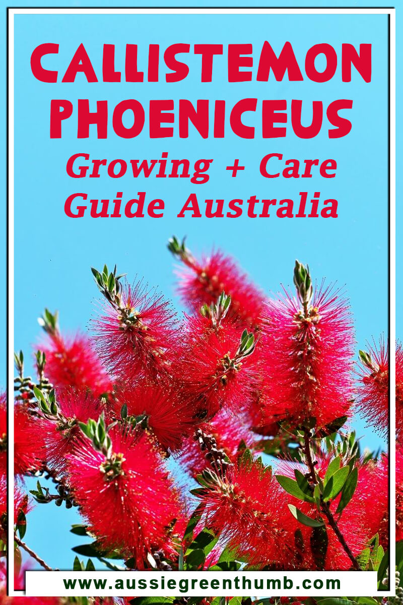 Callistemon Phoeniceus Growing + Care Guide Australia