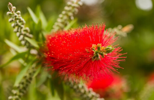 Callistemon phoeniceus is a fiery variety of Callistemon plants, with an incredible adaptability to soils with poor drainage