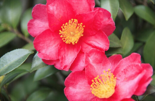 Camellia Sasanqua Yuletide are a particularly good camellia to grow in pots and containers