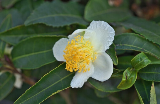 Camellia Sinensis is the tea plant grown all over subtropical Asia