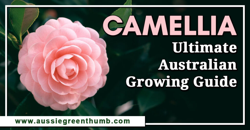 Camellia Ultimate Australian Growing Guide