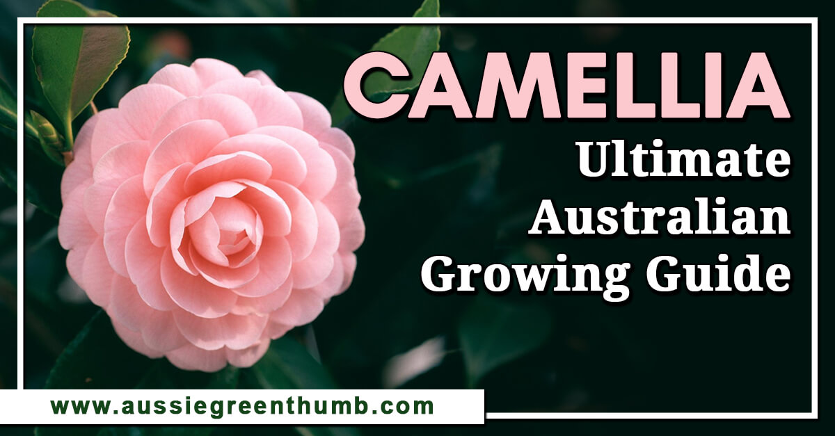 Camellia Ultimate Australian Growing Guide AGT