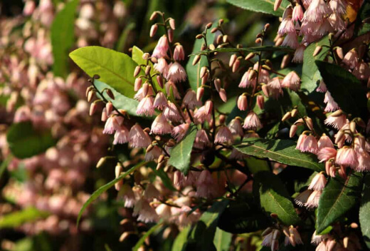 Caring for Blueberry Ash tree