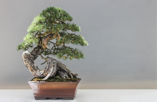 Caring for Bonsai Trees