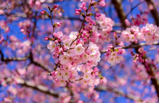 Caring for Cherry Blossom Trees