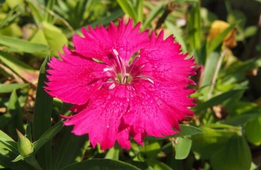 Caring for Dianthus